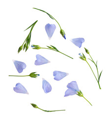 Flax flowers isolated on white background. Petals of Linum usitatissimum. Top view.