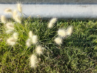 Hierba verde Eriophorum, o pasto de algodón con tallos similar a juncos que la sostienen, forman...