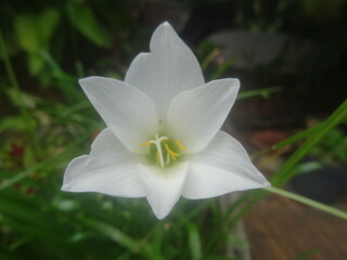 Une petite fleur tropicale blanche
