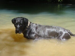 Un beau chien noir debout dans la rivière