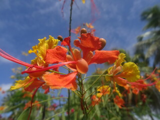 Des petites fleurs tropicales rouge et jaune