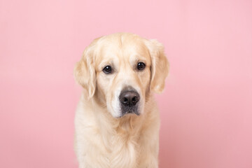 Portrait of a happy dog looking straight at the camera. Golden Retriever sitting on pink background with space for text. Postcard with a pet