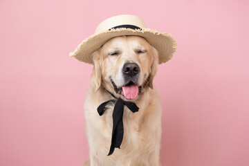 Cute dog in a straw hat on a pink background. Portrait of a golden retriever in a summer look.