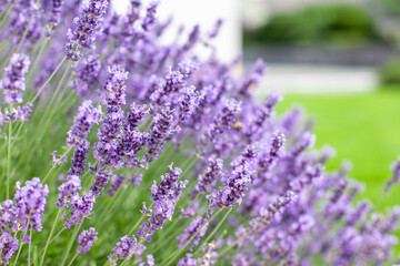lavender flowers in the garden