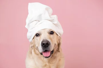 Keuken foto achterwand Schoonheidssalon The dog is sitting on a pink background with a yellow duckling and soap bubbles. A golden retriever with a towel on his head takes a bath or a beauty treatment.