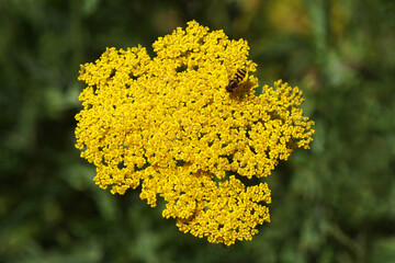 Closeup yellow flowers of thousand-leaf, yarrow  (Achillea filipendulina 'Cloth of gold'), family Asteraceae, compositae. And male hoverfly Epistrophe, family Syrphidae. Dutch garden, June © Thijs de Graaf