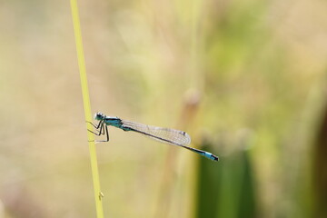 damselfly sitting in the grass in sunlight on its perch