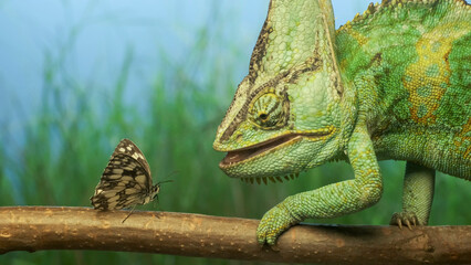 Close-up, bright green chameleon looks curiously at motley butterfly. Veiled chameleon (Chamaeleo...