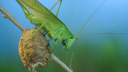 Green grasshopper sits on a branch against a blue sky and green vegetation. Great green bush-cricket (Tettigonia)