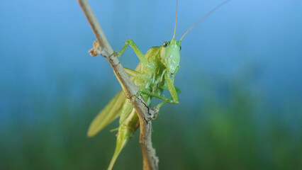 Green grasshopper sits on a branch against a blue sky and green vegetation. Great green bush-cricket (Tettigonia)