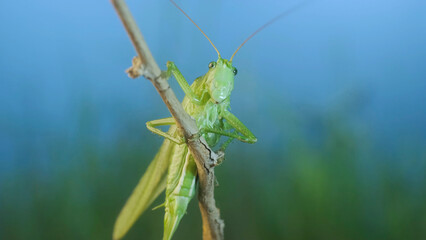 Green grasshopper sits on a branch against a blue sky and green vegetation. Great green bush-cricket (Tettigonia)