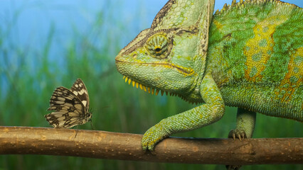 Close-up, adult bright green chameleon preys on motley butterfly. Veiled chameleon (Chamaeleo calyptratus) and Eastern Bath white butterfly (Pontia edusa)