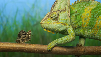 Close-up, adult bright green chameleon preys on motley butterfly. Veiled chameleon (Chamaeleo calyptratus) and Eastern Bath white butterfly (Pontia edusa)