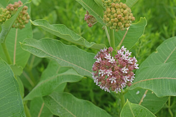 Common Milkweed (Asclepias syriaca) in bloom with clusters of buds