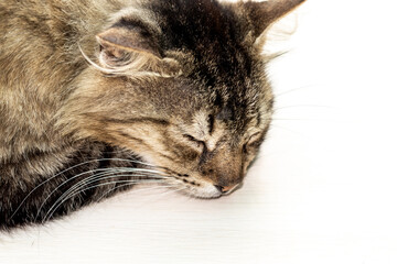cute brown striped cat laying on wooden floor.body part of kitty,close up of ear,muzzle,top view.ready for advertising,mock up, free text.cat food,domestic pet resting home.love and care animals