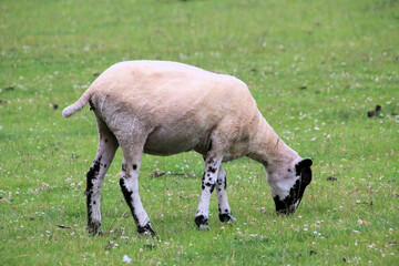 A close up of a Sheep in a field