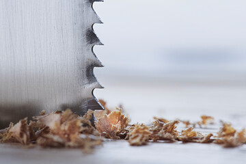 metal band saw cut wood oaks plank with shavings.