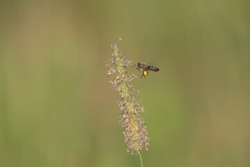 pszczoła na trawie