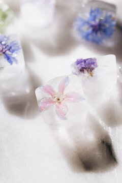 Ice cubes with flowers