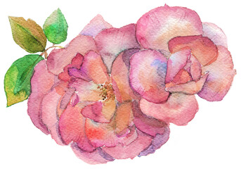pink roses, watercolor, isolated on white, isolation work path.