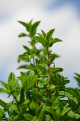 fresh peppermint plant against cloudy sky