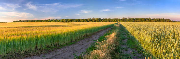 Field road between fields of agricultural crops. Panoramic view