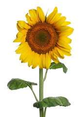 Sunflower isolated on white with clipping path