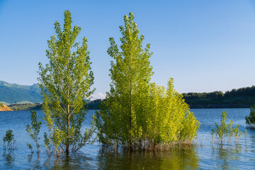 Trees in the water. High tide the lake.