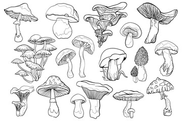 Contour black line mushroom - obrazy, fototapety, plakaty