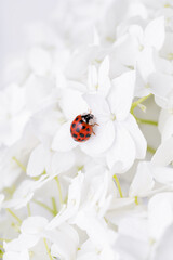 Ladybird sitting on hydrangea. Ladybug in nature. Beautiful ladybug in the hydrangea , coccinellids are a family of coleopteran insects from the Cucujoidea superfamily. ￼