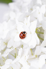 Ladybird sitting on hydrangea. Ladybug in nature. Beautiful ladybug in the hydrangea , coccinellids are a family of coleopteran insects from the Cucujoidea superfamily. ￼
