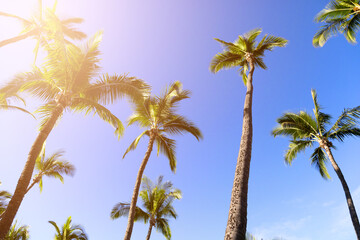 Bright blue sunny sky in Maui Hawaii in the summer with tall palm trees