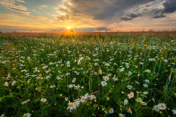 Beautiful summer sunrise over camomile flowers meadow