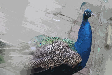 illustration of a peacock on a gray background