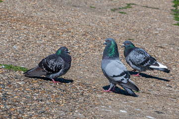 Romancing pigeons, domestic pigeon, columba livia domestica