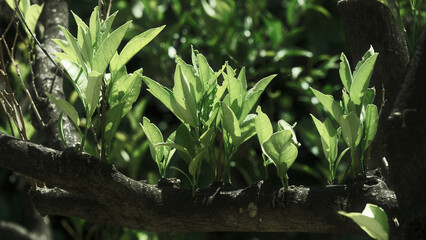 Green young cherry leaves in macro