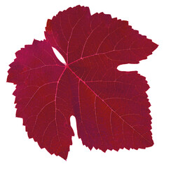 grape leaf, red color, isolated on white background