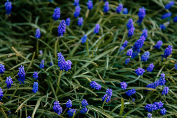 Group of Grape hyacinth or Muscari armeniacum blooming in spring garden, Tender blue flowers close up, Selective focus, green leaves and stem at sunny day in april and may