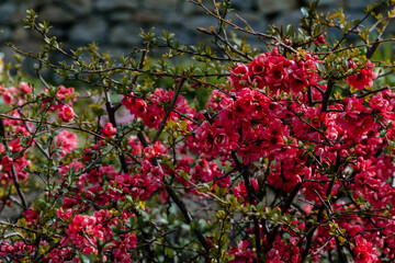 Fototapeta na wymiar Closeup of flowering of Japanese quince or Chaenomeles japonica tree, sunny day in april and may, flowering branch picturesque symbol of early spring pink small flowers in botanical garden