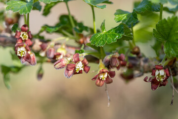 Macro shot of European gooseberry (ribes uva-crispa) blossom