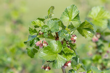 Close up of European gooseberry (ribes uva-crispa) blossom