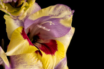 Macro detail of the flowers of pink yellow and red gladiolus isolated on black