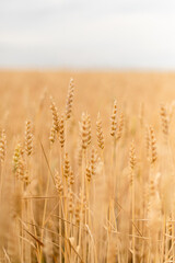 Ripe wheat ears in a wheat field