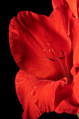 Macro detail of the flowers of a red gladiolus isolated on black