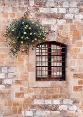 Fototapeta na wymiar Old iron window and flowering caper bush on stone wall background.