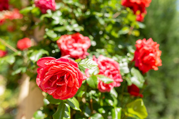 Red roses. Garden with flowers, roses. Home garden concept with flowers. Photo with blurry background