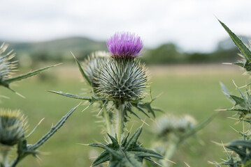 Carduus acanthoides, known as the spiny plumeless thistle, welted thistle, or plumeless thistle.