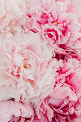 Beautiful bouquet of pink pastel peony flowers.