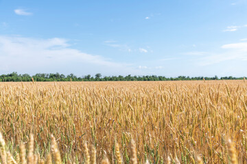 Side view of gold colored agricultural wheat field with ripe crop in a sunny summer day. Selective focus. Copy space for your text. World Food Theme.