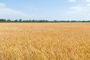 Side view of gold colored agricultural wheat field with ripe crop in a sunny summer day. Selective focus. Copy space for your text. World Food Theme.